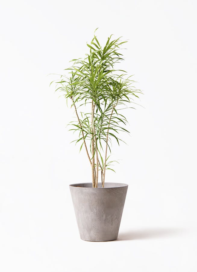 観葉植物 ドラセナ コンシンネ 9号 曲り（龍）ナビー アートストーン