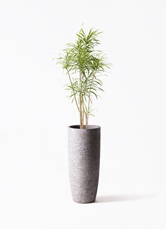 【植物らばー】 QS PLANT (@qs_plant) • Instagram photos and videos