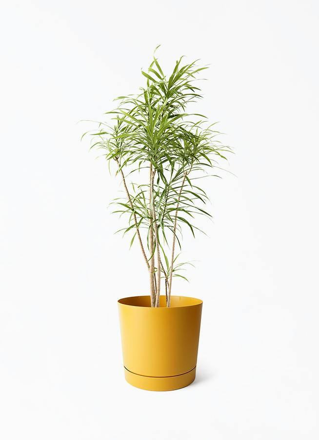 ドラセナ リフレクサ | 観葉植物通販HitoHana(ひとはな)