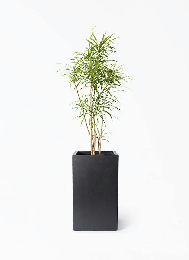 観葉植物 トックリラン ポニーテール 8号 シグマ 角柱プランター
