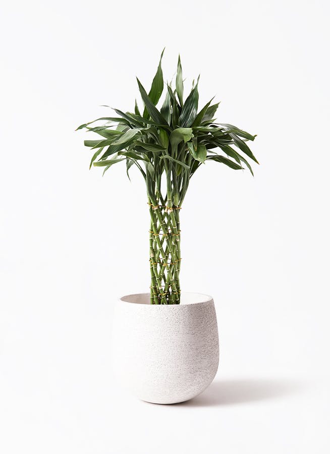 ドラセナ ミリオンバンブー（幸運の竹） 8号 | 観葉植物 - Hitohana