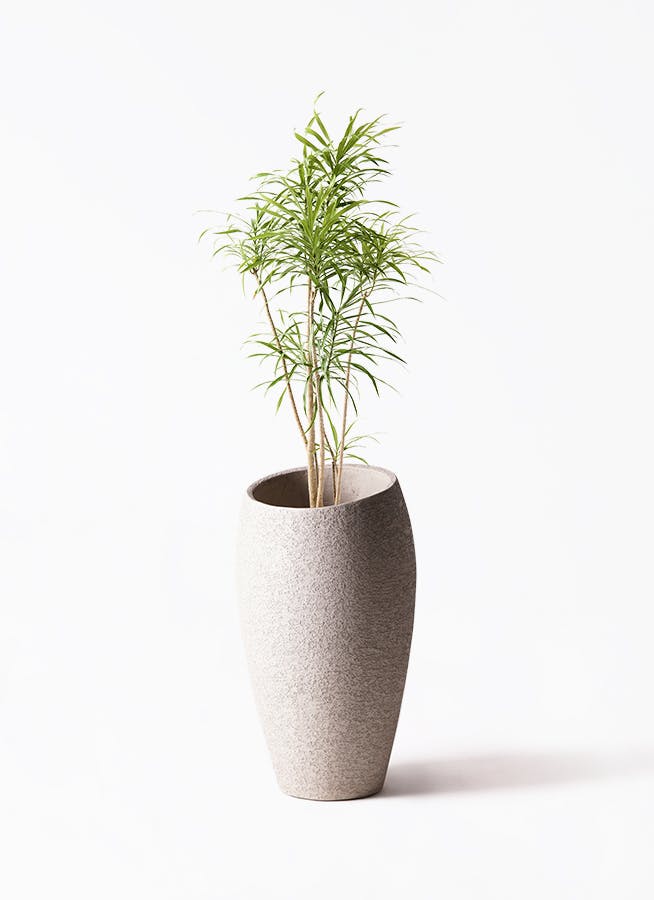 観葉植物 フェニックスロベレニー 8号 エコストーントールタイプ Light