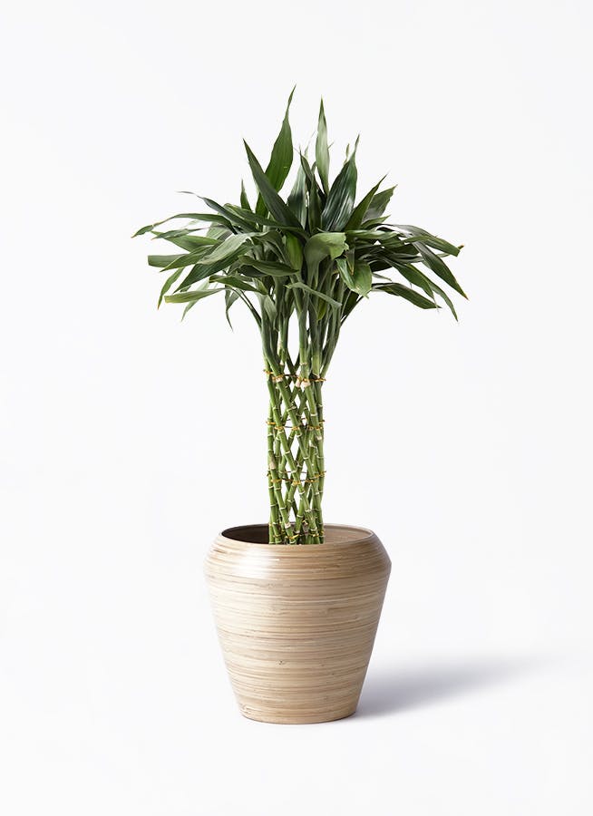 観葉植物 ポリシャス スターシャ 8号 アルマ ミドル 付き | 観葉植物