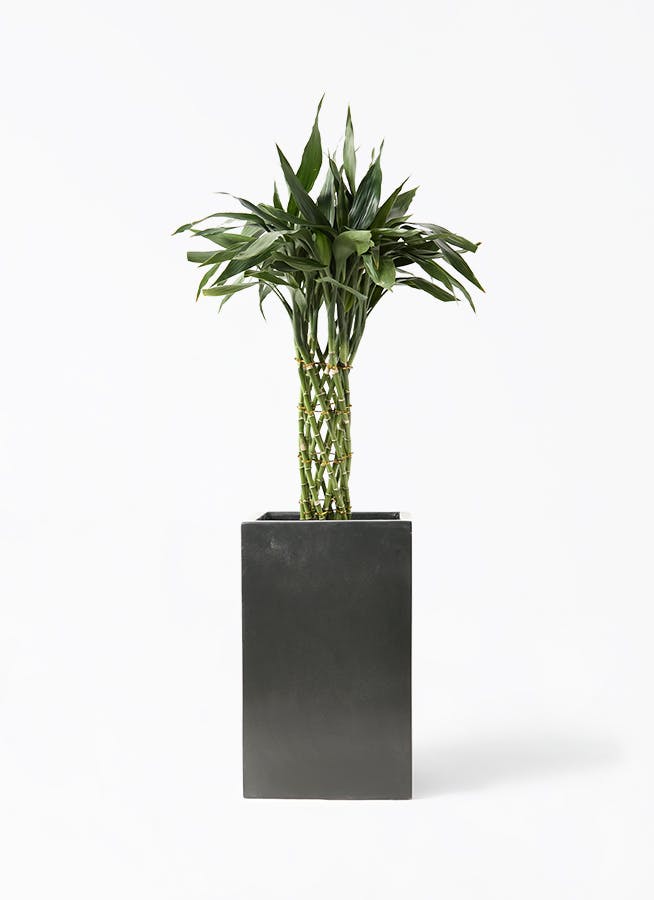 観葉植物 カシワバゴムの木 バンビーノ 8号 曲がり セドナロング 墨