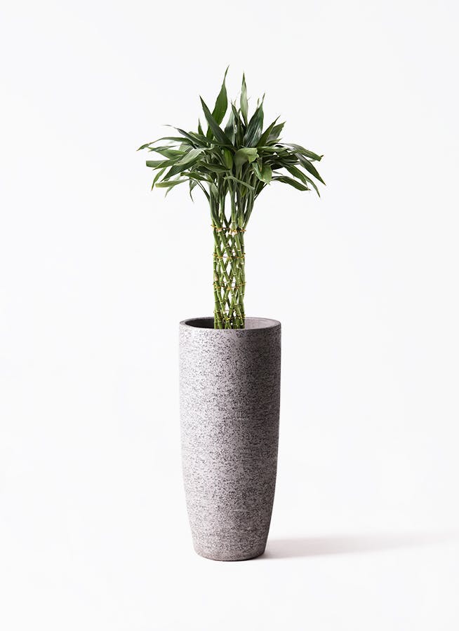 観葉植物 フェニックスロベレニー 8号 エコストーントールタイプ