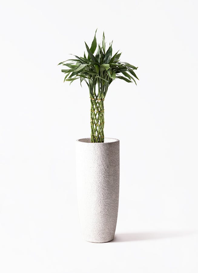 観葉植物 ドラセナ カンボジアーナ 8号 エコストーントール
