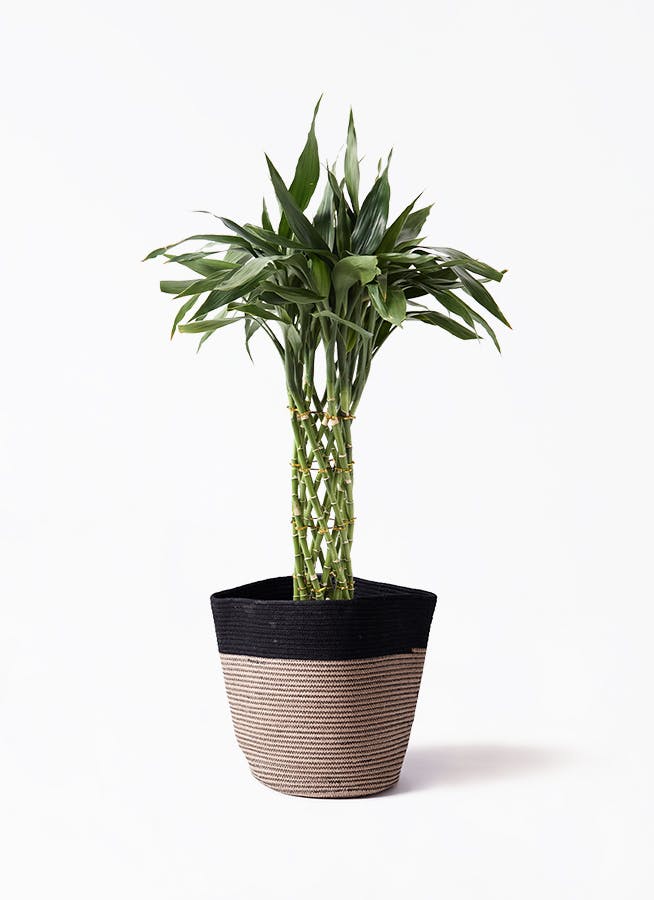 観葉植物 オリーブの木 8号 マンザニロ Rib Basket (リブ