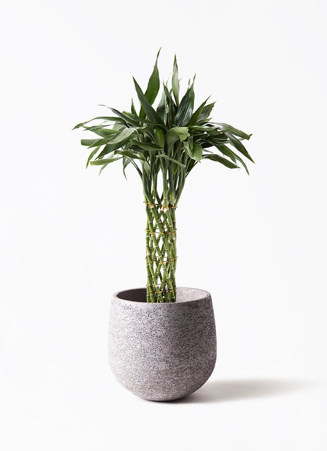 ドラセナ サンデリアーナ | 観葉植物通販HitoHana(ひとはな)