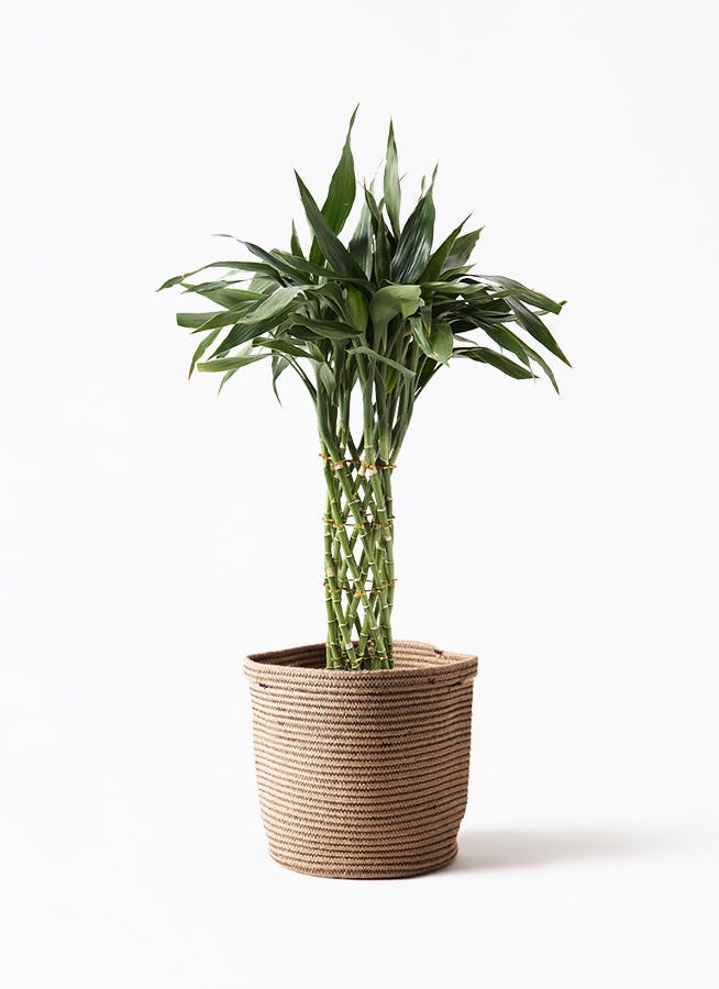 ドラセナ ミリオンバンブー（幸運の竹） 8号 | 観葉植物 - Hitohana