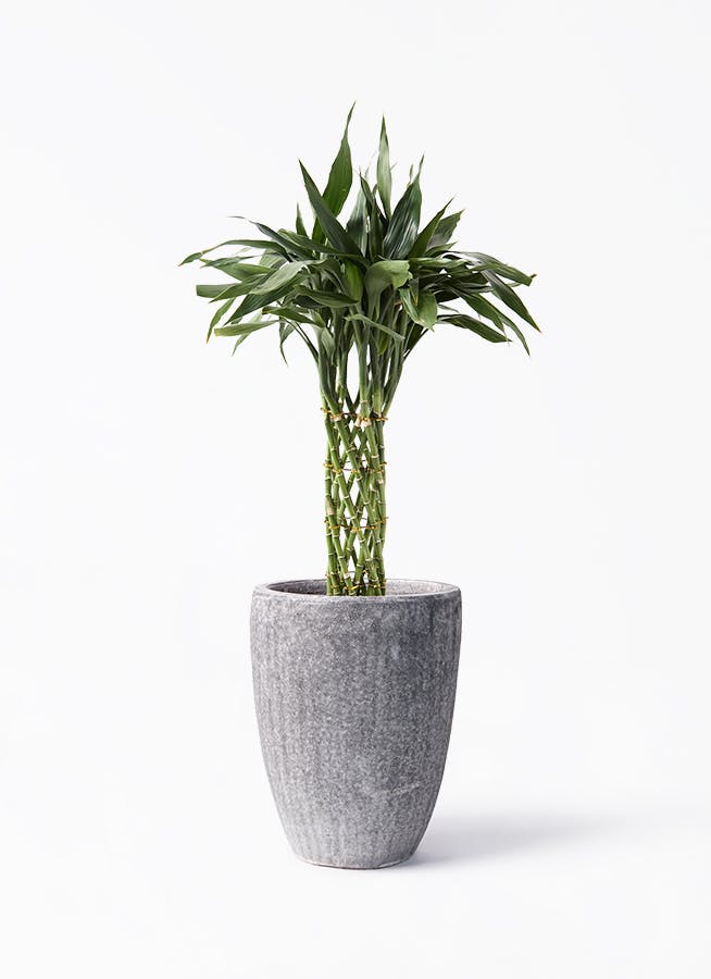 観葉植物 ドラセナ ミリオンバンブー(幸運の竹)8号 グリーン 観葉植物 ドラセナ ミリオンバンブー(幸運の竹)8号 グリーン