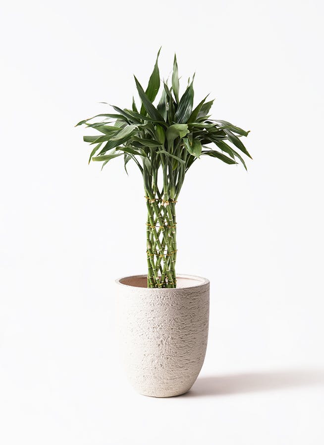 観葉植物 トックリラン ポニーテール 8号 ビアスアルトエッグ 白 付き