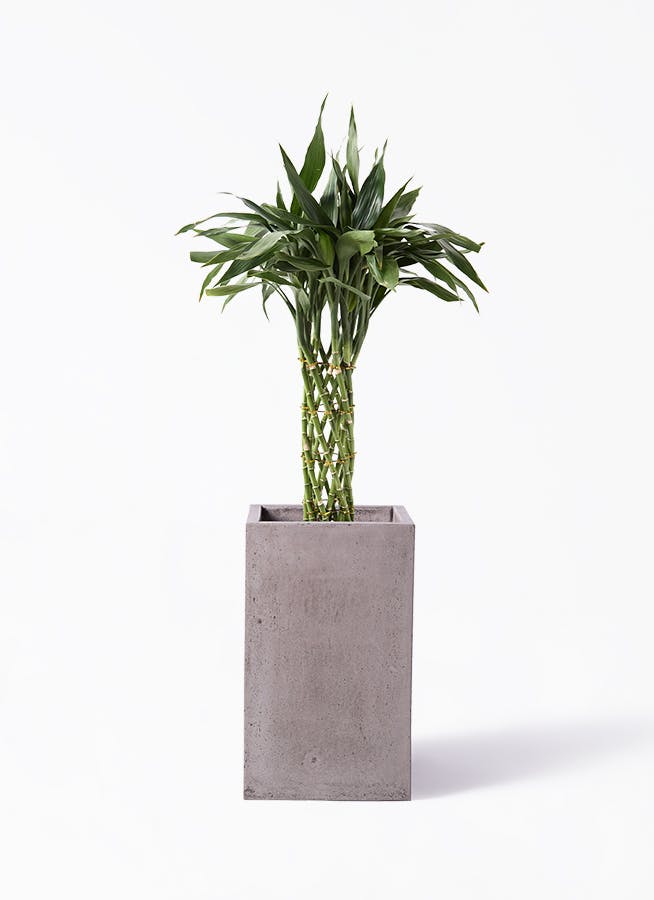 その他観葉植物 P 観葉植物 パキラ 8号 実生（みしょう） セドナロング グレイ