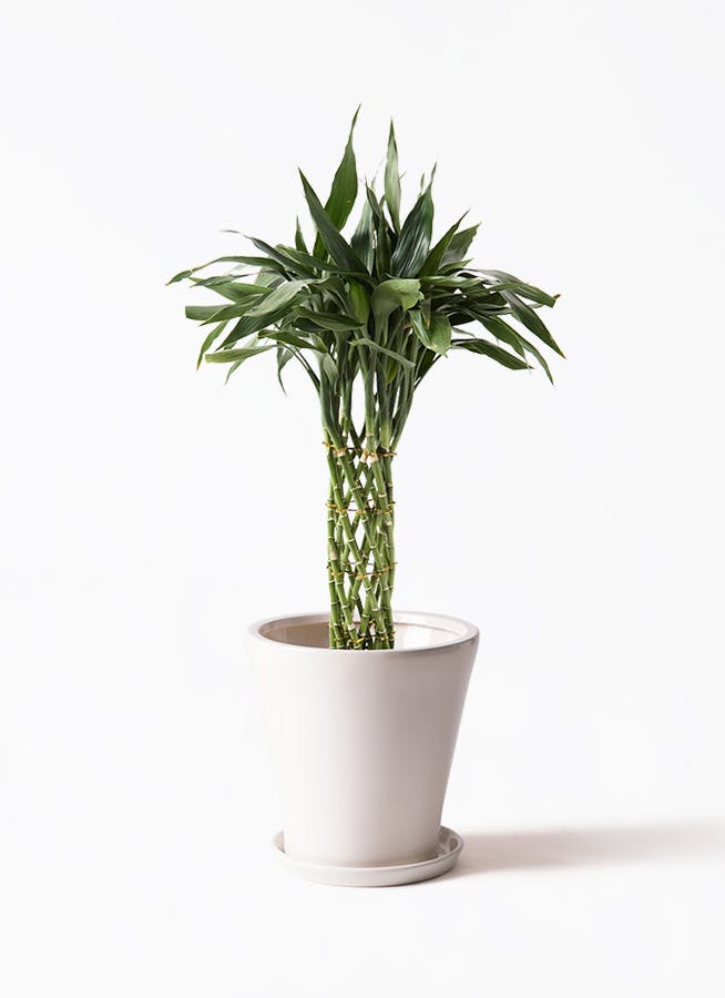 ドラセナ ワーネッキーレモンライム 1 ファイバー鉢 お皿付き ドラセナ