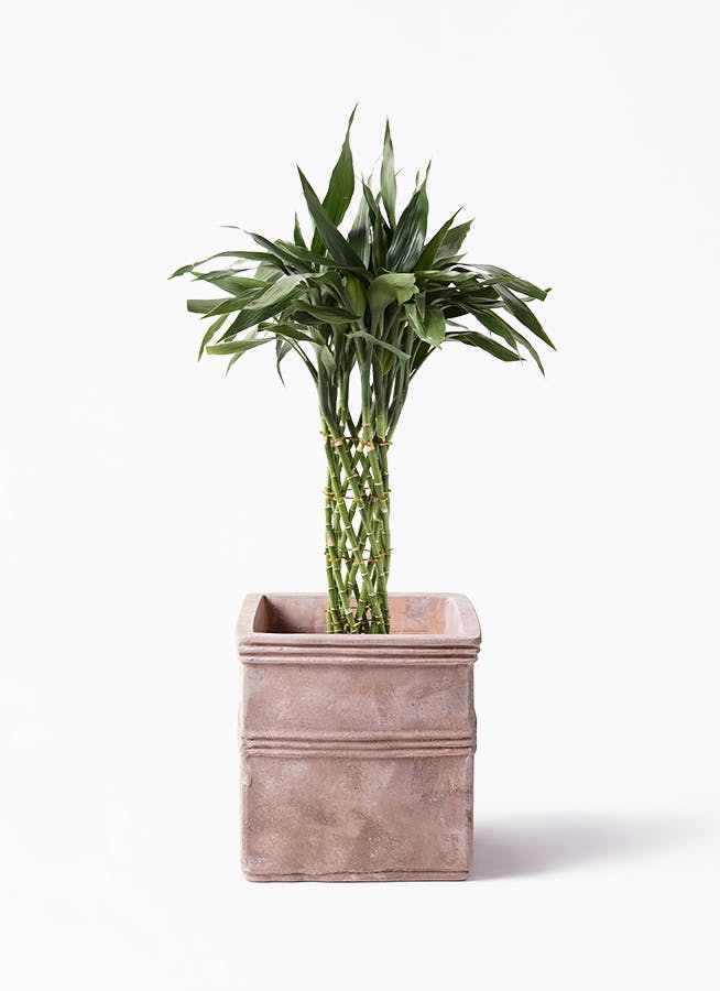 観葉植物 トックリラン ポニーテール 8号 テラアストラ カペラキュビ