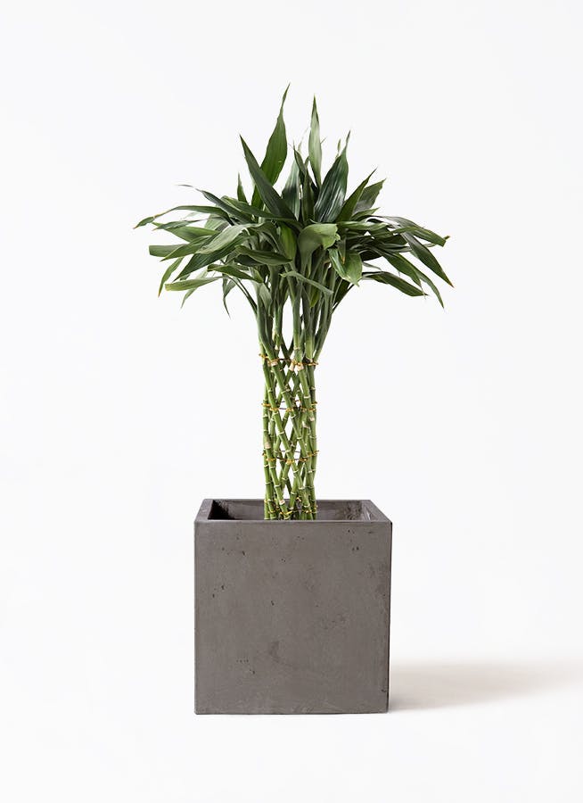 黒竹 竹　バンブー　観葉植物　高さ約210cm 手渡し希望！ 黒竹 竹 バンブー 観葉植物 高さ約210cm 手渡し希望！