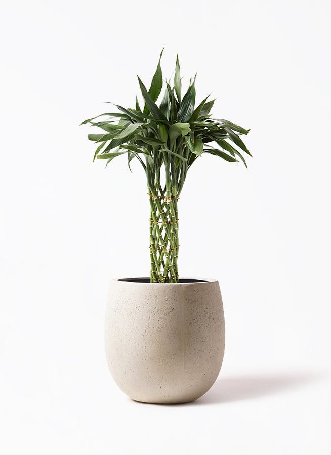 ドラセナ ミリオンバンブー（幸運の竹） 8号 | 観葉植物 - Hitohana