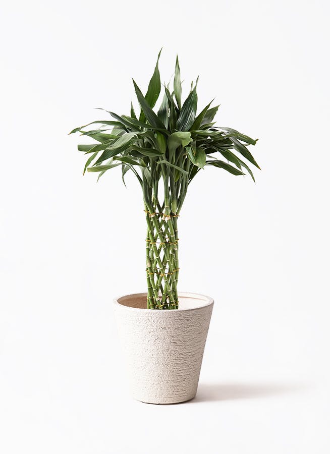 観葉植物 ガジュマル 8号 パンダ 朴仕立て ビアスソリッド 白 付き