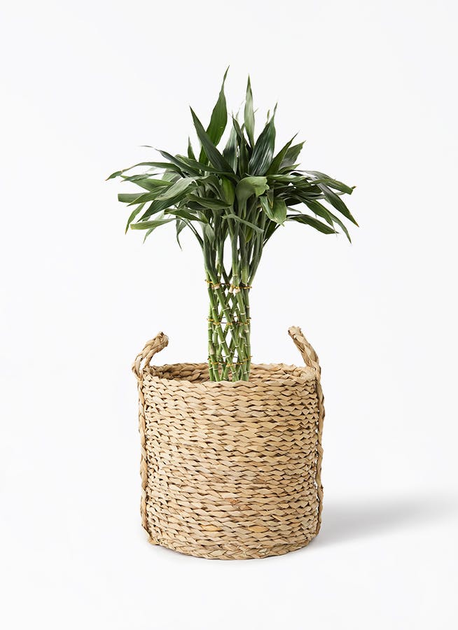 観葉植物 ドラセナ カンボジアーナ 8号 LushBasket(ラッシュ
