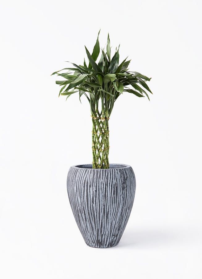 観葉植物 フィロデンドロン 8号 セローム ヒトデカズラ 根あがり