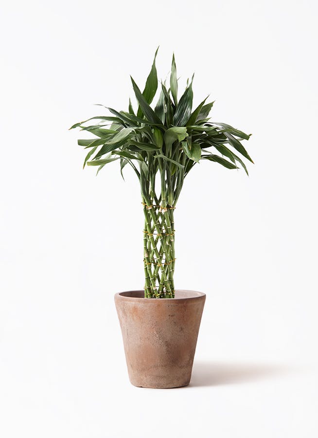 観葉植物 トックリラン ポニーテール 8号 ルーガ アンティコ ソリッド