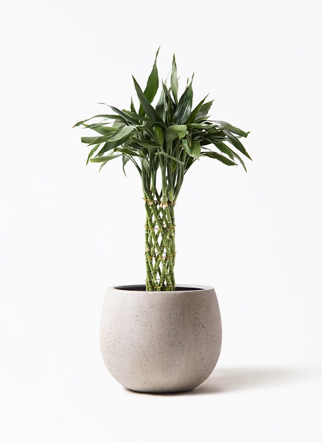 観葉植物 アマゾンオリーブ (ムラサキフトモモ) 8号 テラニアス ロー