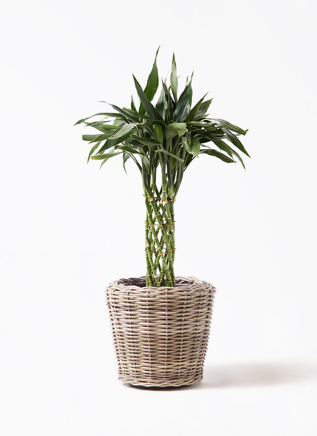 黒竹 竹　バンブー　観葉植物　高さ約210cm 手渡し希望！ ドラセナ ミリオンバンブー（幸運の竹） 8号 | 観葉植物 - Hitohana
