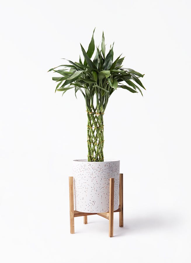 中型観葉植物 ミリオンバンブー8本 楽天市場】ミリオンバンブー 幸運の竹 8号 ホワイト セラアート鉢 送料