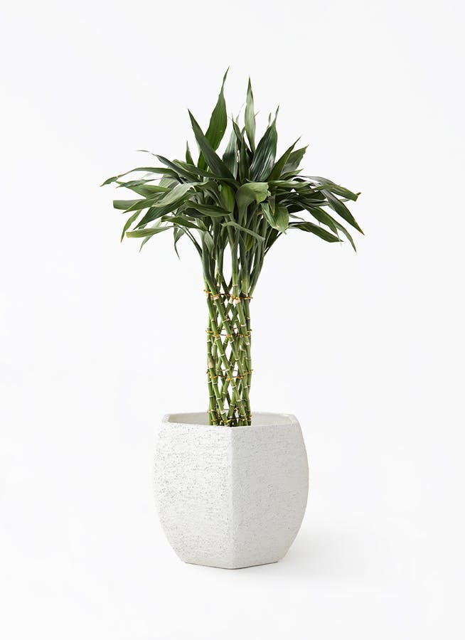 観葉植物 ドラセナ コンシンネ スカーレットアイビス 8号 寄せ Eco