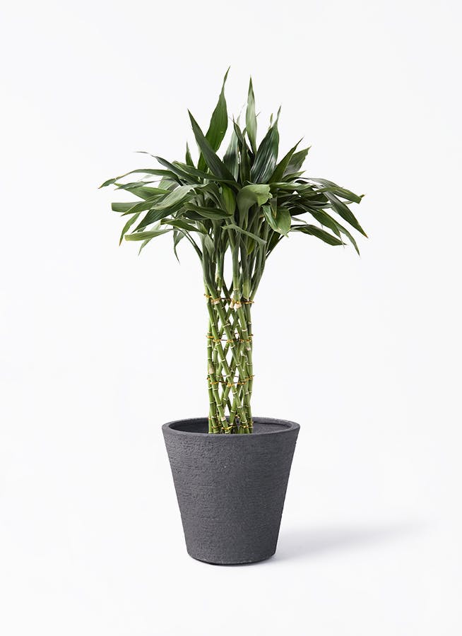 観葉植物 ドラセナ ソング オブ ジャマイカ 8号 ビアスソリッド