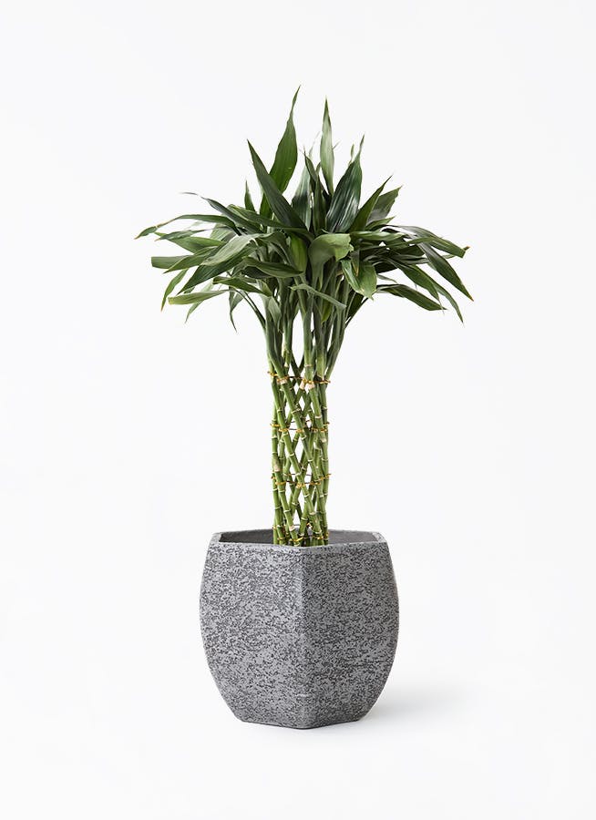 ドラセナ ミリオンバンブー（幸運の竹） 8号 | 観葉植物 - Hitohana