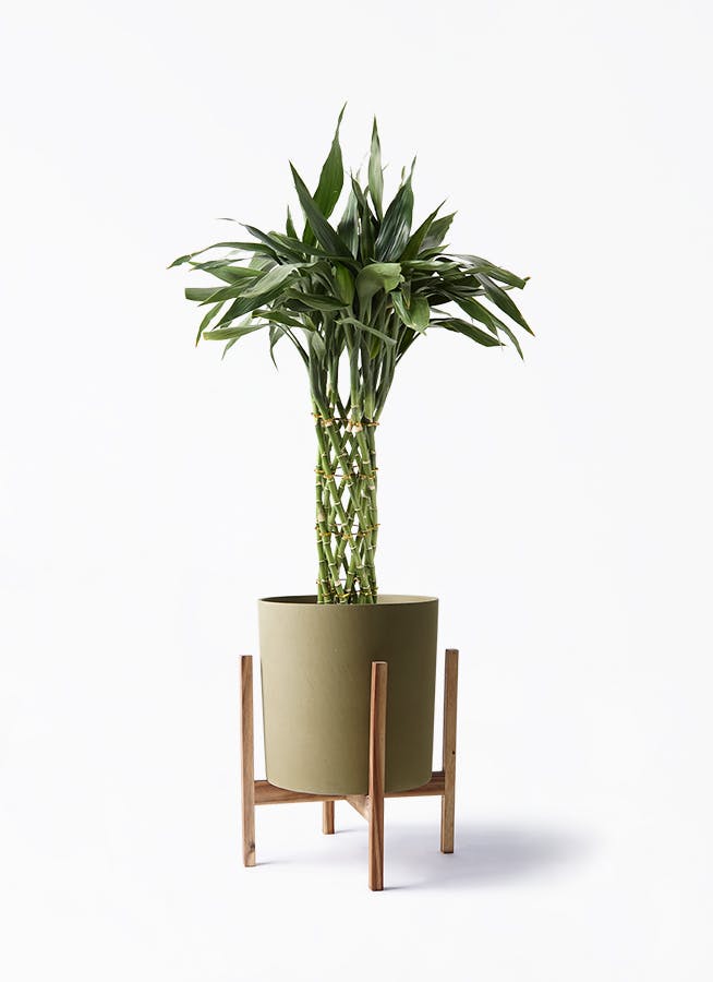 観葉植物 ガジュマル 8号 パンダ 朴仕立て ホルスト シリンダー