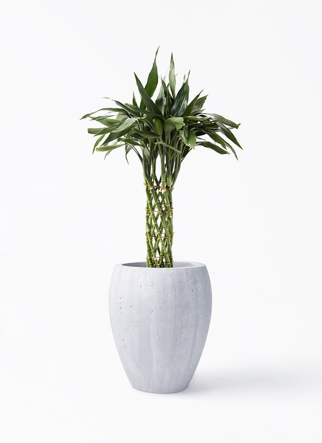 観葉植物 ドラセナ ワーネッキー レモンライム 8号 コーテス ジャー