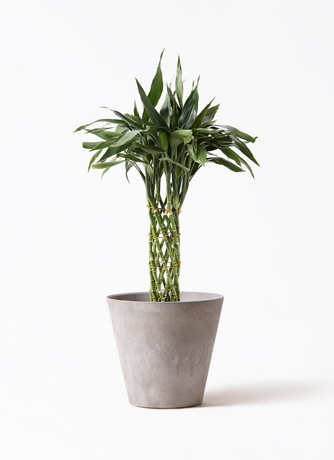 観葉植物 ドラセナ カンボジアーナ 8号 アートストーン ラウンド
