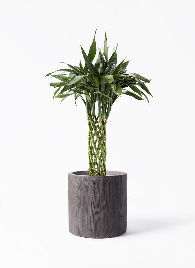 ドラセナ ミリオンバンブー（幸運の竹） 8号 | 観葉植物 - Hitohana