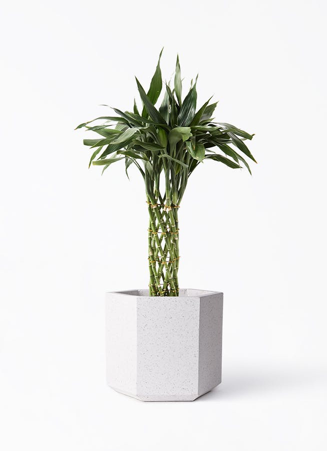 観葉植物 カシワバゴムの木 バンビーノ 8号 曲がり コーテス ヘックス