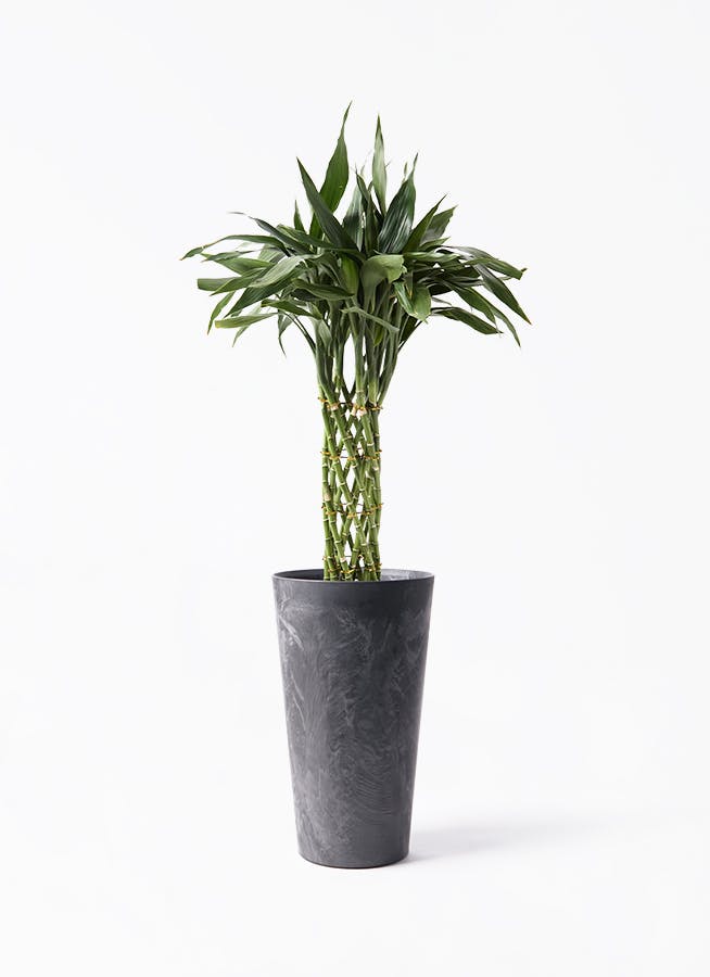 観葉植物 トックリラン ポニーテール 8号 アートストーン トール