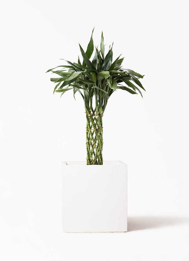 中型観葉植物 ミリオンバンブー8本 ミリオンバンブー8号 | 【胡蝶蘭ビズ】フラワーギフト・胡蝶蘭の専門店