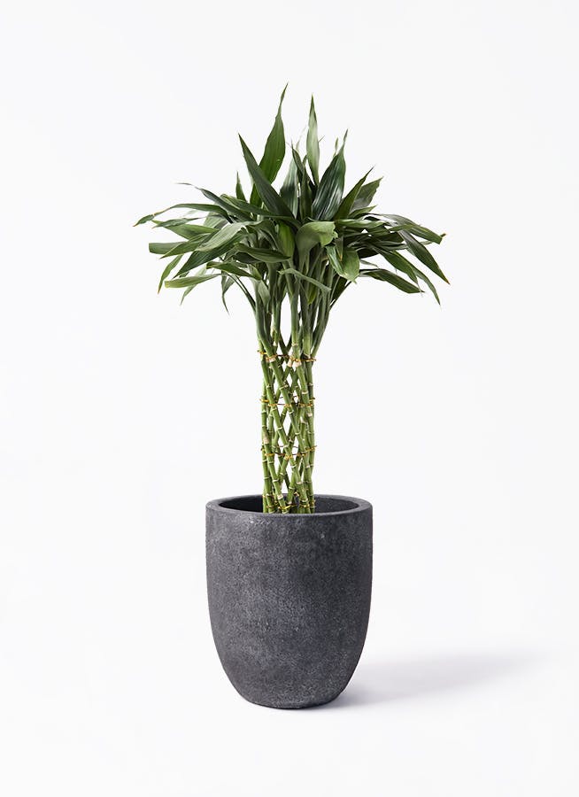 観葉植物 オリーブの木 8号 カヨンヌ フォリオアルトエッグ ブラック
