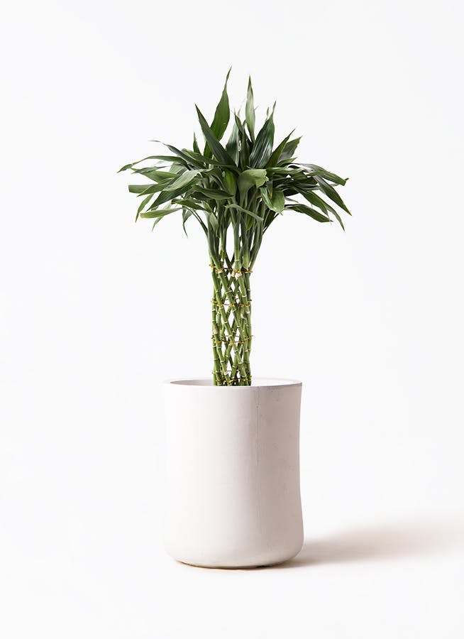 中型観葉植物 ミリオンバンブー8本 ドラセナ ミリオンバンブー（幸運の