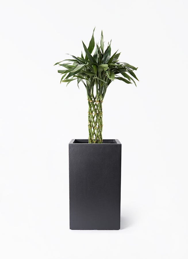 観葉植物 トックリラン ポニーテール 8号 シグマ 角柱プランター