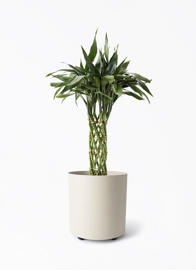 観葉植物 フィカス ベンガレンシス 8号 曲り 極太 フェルム シリンダー