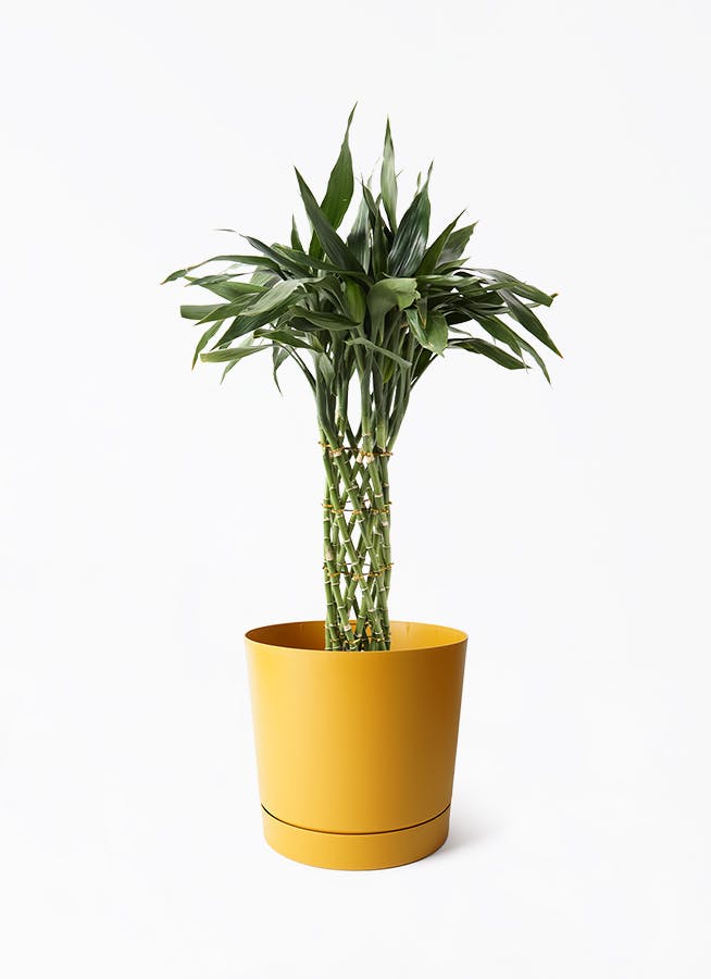 ドラセナ ミリオンバンブー（幸運の竹） 8号 | 観葉植物 - Hitohana