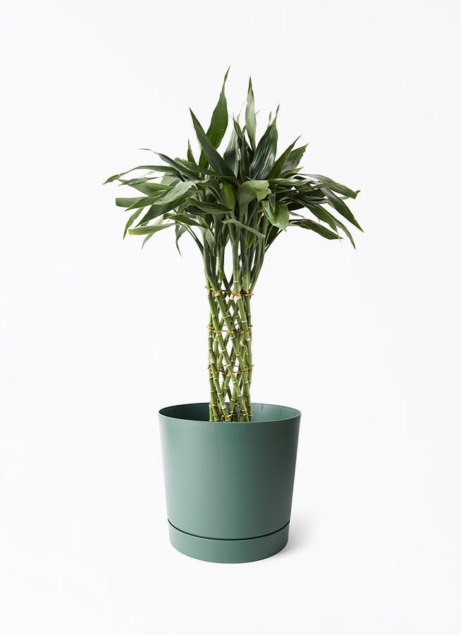 ドラセナ サンデリアーナ | 観葉植物通販HitoHana(ひとはな)