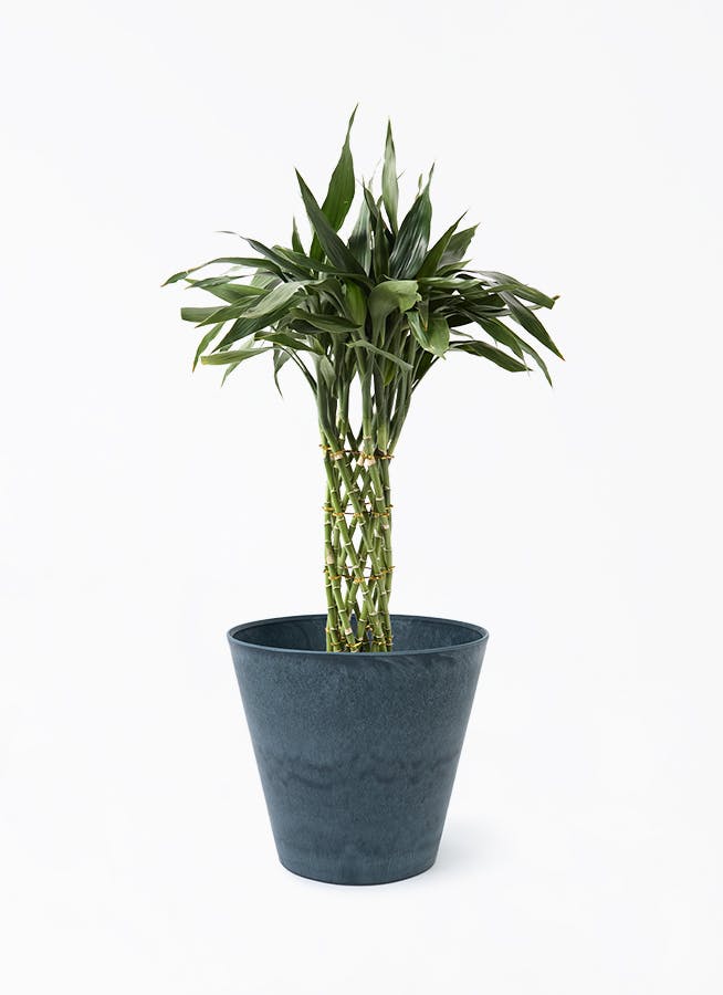 観葉植物 アロカシア 8号 オドラ（クワズイモ） アートストーン