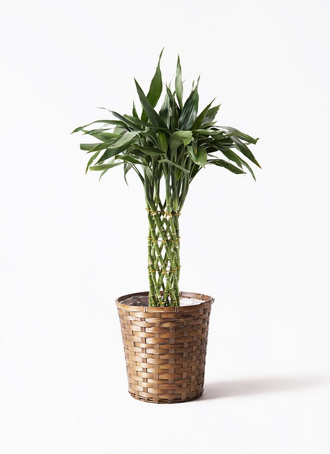 観葉植物 ドラセナ ソングオブインディア 観葉植物 ドラセナ ソング オブ インディア 8号 パボ トール