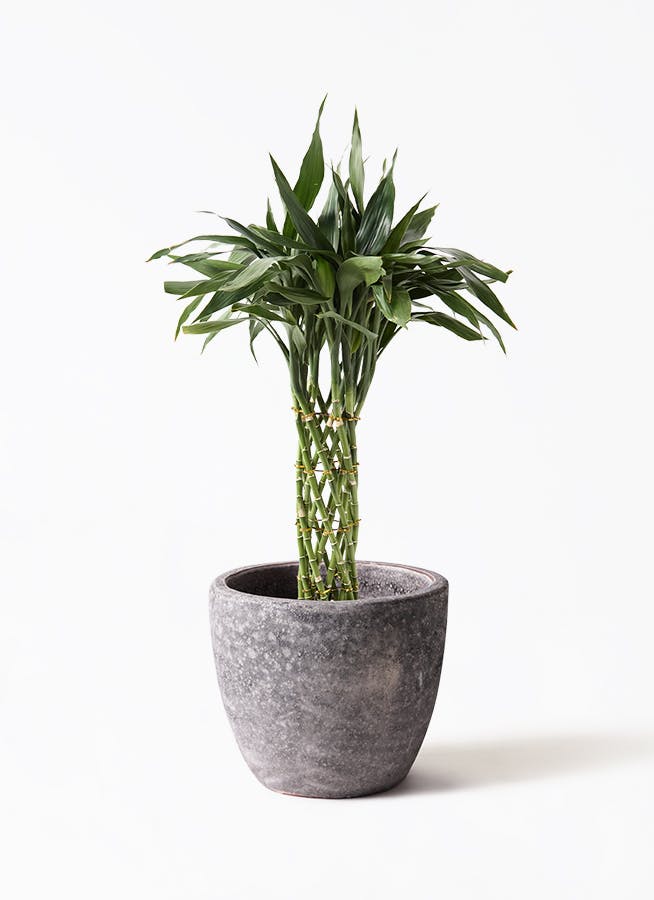 黒竹 竹　バンブー　観葉植物　高さ約210cm 手渡し希望！ 黒竹 8本立 パーテーション 210cm (クロタケ 人工竹 造花 竹林