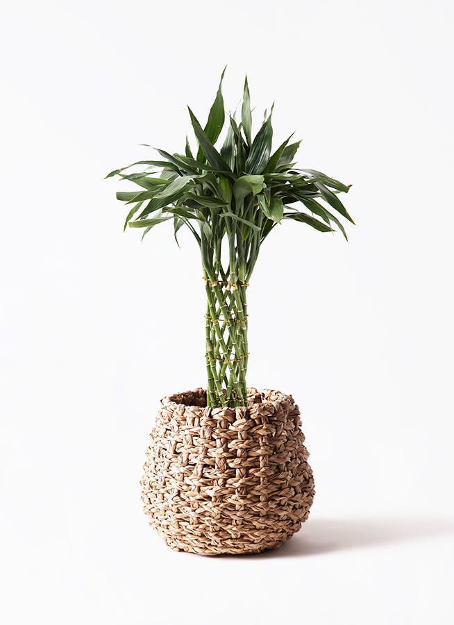 ミリオンバンブーご確認用 ドラセナ ミリオンバンブー（幸運の竹） 8号 | 観葉植物 - Hitohana