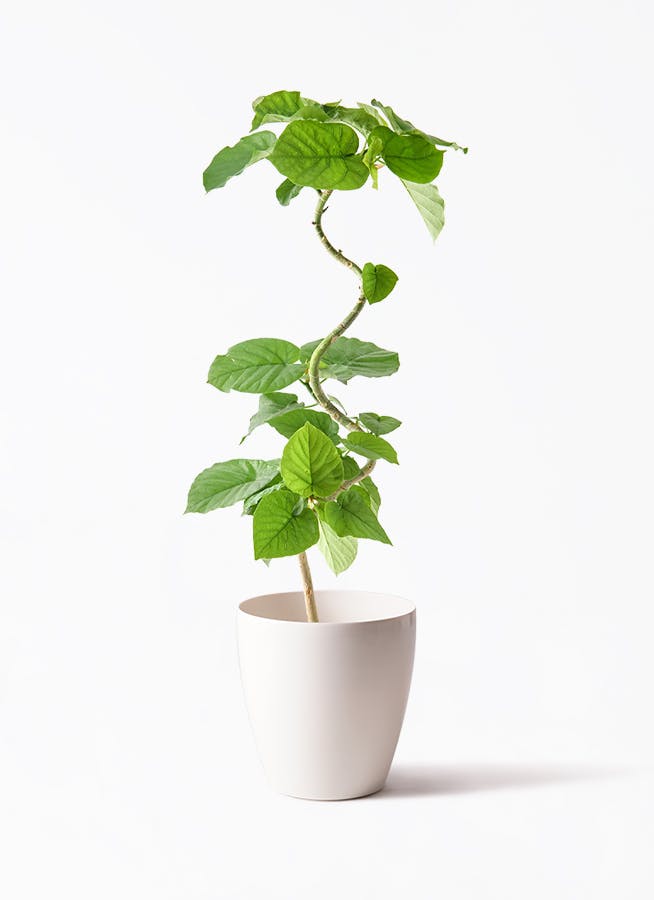 フィカス ウンベラータ | 観葉植物通販 HitoHana
