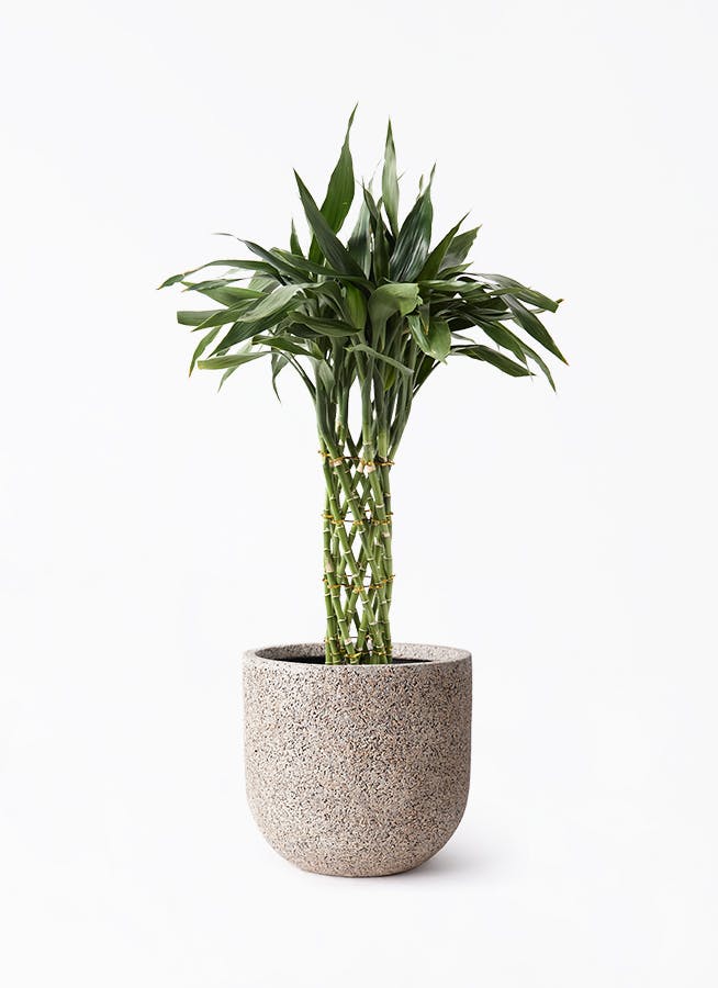 観葉植物 ドラセナ リフレクサ 7号鉢 120センチ 美形 優良株 写真現物