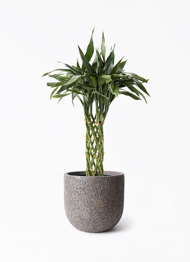 観葉植物 ドラセナ コンパクター 8号 ネイチャーズキャスト